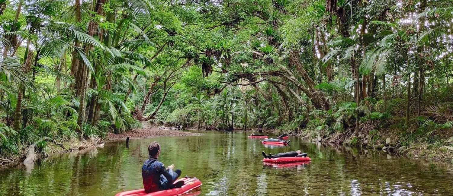 Daintree Rainforest Tours